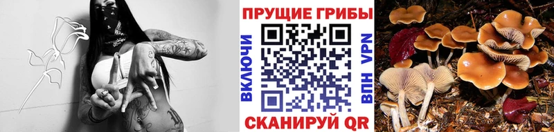 Псилоцибиновые грибы MAGIC MUSHROOMS  Питкяранта 